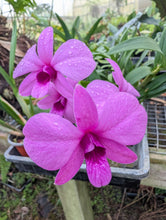 Load image into Gallery viewer, Dendrobium Bigibbum var, compactum Zeschia Lynn
