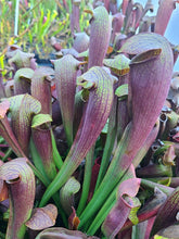 Load image into Gallery viewer, Sarracenia Alata #14 2" Pot
