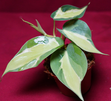 Load image into Gallery viewer, Philodendron Cream Splash 2" Pot
