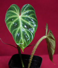 Load image into Gallery viewer, Philodendron Verrucosum Glow 2" Pot
