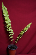 Load image into Gallery viewer, Nephrolepis Rooseveltii 3" Pot
