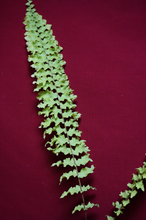 Load image into Gallery viewer, Nephrolepis Rooseveltii 3" Pot
