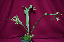 Load image into Gallery viewer, Microsorum Crested Dragon Whisker Large
