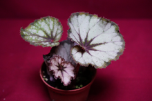 Load image into Gallery viewer, SOAK's Silver Panther Begonia
