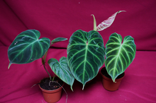 Load image into Gallery viewer, Philodendron Verrucosum 2" Pot
