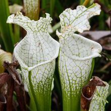 Load image into Gallery viewer, Sarracenia Hurricane Creek White 2" Pot
