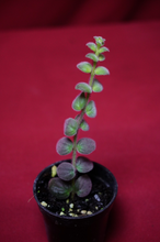 Load image into Gallery viewer, Columnea Gloriosa Wild Type

