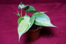 Load image into Gallery viewer, Philodendron Cream Splash 2" Pot
