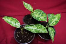 Load image into Gallery viewer, Aglaonema Pictum Tricolor Rare Aroid Camouflage Plant
