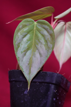 Load image into Gallery viewer, Philodendron Sodiroi Ornatum 4" Pot
