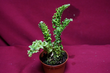 Load image into Gallery viewer, Nephrolepis Mini Crested 2" Pot
