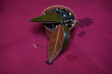 Load image into Gallery viewer, Marcgravia El Coca Mature Form
