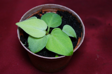 Load image into Gallery viewer, Anthurium Villenaorum Seedling
