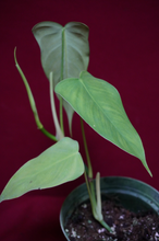 Load image into Gallery viewer, Philodendron Sharoniae
