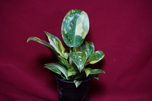 Load image into Gallery viewer, Philodendron Nuclear Green Congo 4" Pot
