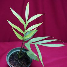 Load image into Gallery viewer, Monstera Subpinnata
