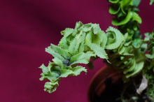 Load image into Gallery viewer, Nephrolepis Mini Crested 2" Pot
