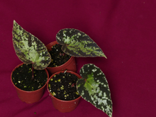 Load image into Gallery viewer, Begonia U642 Curtisii 2" Pot
