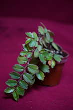 Load image into Gallery viewer, Begonia Foliosa
