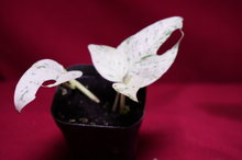 Load image into Gallery viewer, Epipremnum Pinnatum Marble Variegated
