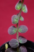 Load image into Gallery viewer, Columnea Gloriosa Wild Type
