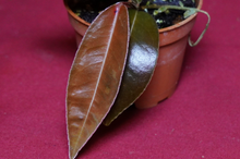 Load image into Gallery viewer, Marcgravia El Coca Mature Form
