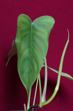 Load image into Gallery viewer, Philodendron Sharoniae
