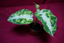 Load image into Gallery viewer, Aglaonema Pictum Tricolor Silver Stripe
