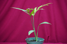 Load image into Gallery viewer, Monstera Subpinnata
