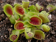 Load image into Gallery viewer, Venus Flytrap Cup Trap 2" Pot
