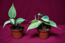 Load image into Gallery viewer, Philodendron Cream Splash 2" Pot
