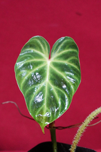 Load image into Gallery viewer, Philodendron Verrucosum Glow 2" Pot
