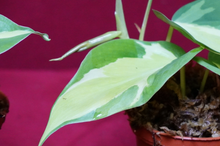 Load image into Gallery viewer, Philodendron Cream Splash 2" Pot

