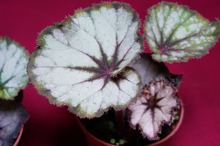 Load image into Gallery viewer, SOAK's Silver Panther Begonia
