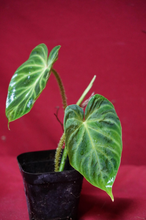 Load image into Gallery viewer, Philodendron Verrucosum Glow 2" Pot
