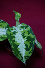 Load image into Gallery viewer, Aglaonema Pictum Tricolor Silver Stripe
