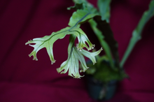 Load image into Gallery viewer, Microsorum Crested Dragon Whisker Large
