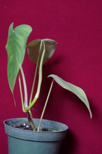 Load image into Gallery viewer, Philodendron Sharoniae
