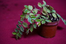 Load image into Gallery viewer, Begonia Foliosa

