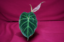 Load image into Gallery viewer, Philodendron Verrucosum 2" Pot

