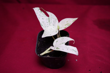 Load image into Gallery viewer, Epipremnum Pinnatum Marble Variegated
