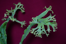 Load image into Gallery viewer, Microsorum Crested Dragon Whisker Large
