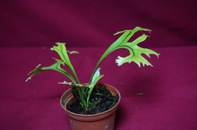 Load image into Gallery viewer, Microsorum Crested Dragon Whisker Small
