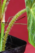 Load image into Gallery viewer, Philodendron Verrucosum Glow 2" Pot
