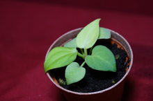 Load image into Gallery viewer, Anthurium Villenaorum Seedling
