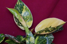 Load image into Gallery viewer, Philodendron Nuclear Green Congo 4" Pot
