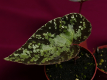 Load image into Gallery viewer, Begonia U642 Curtisii 2" Pot

