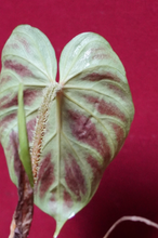 Load image into Gallery viewer, Philodendron Verrucosum Glow 2" Pot
