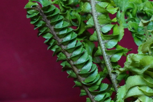 Load image into Gallery viewer, Nephrolepis Mini Crested 2" Pot
