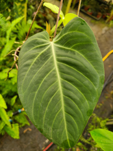 Load image into Gallery viewer, Anthurium Villenaorum Seedling
